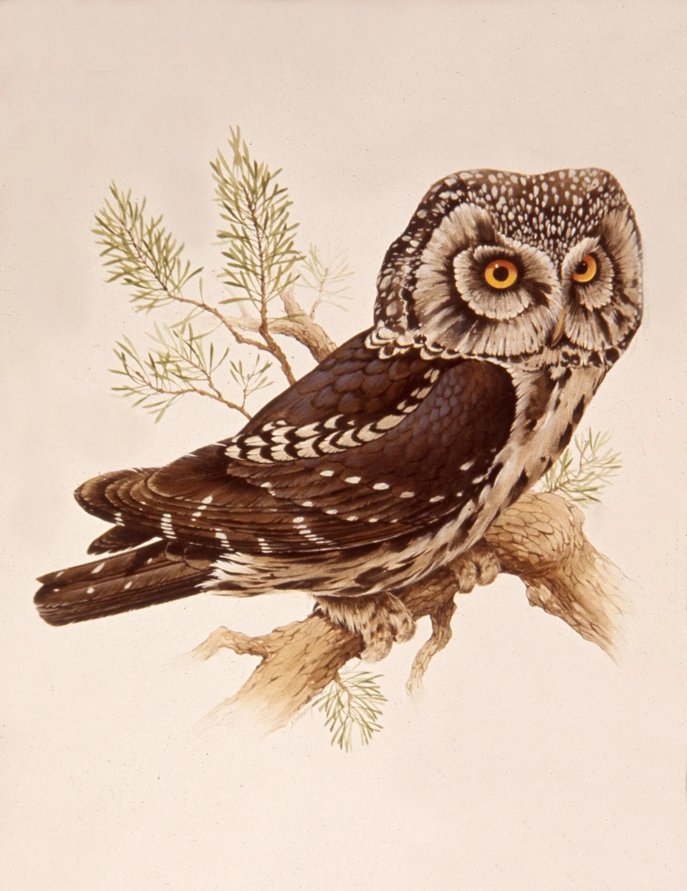 "Boreal Owl"