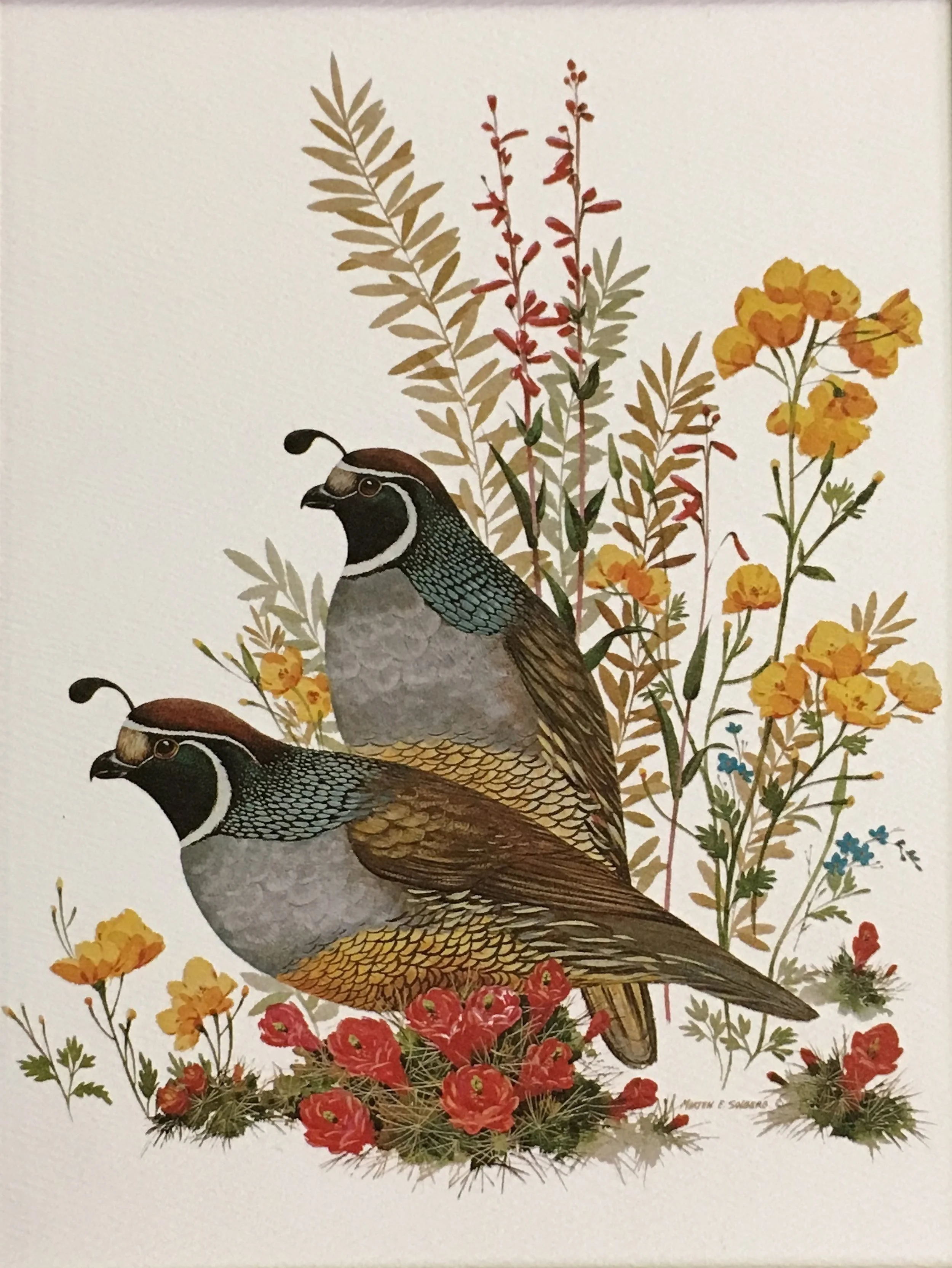 Bob White Quail