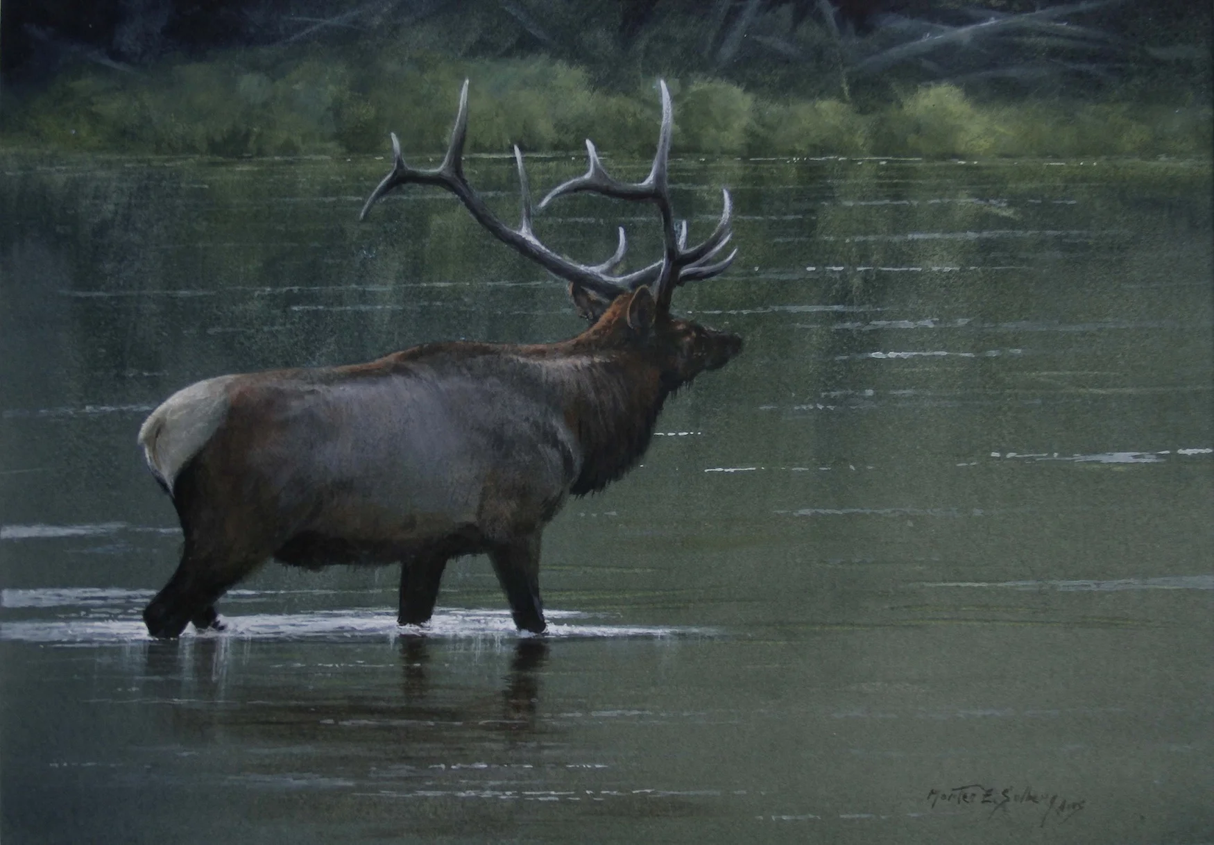 "Night Crossing"  Elk