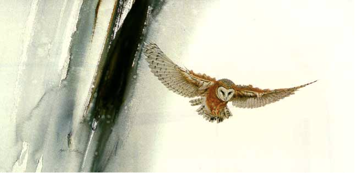 Edge of Night Barn Owl 16 x 33.png