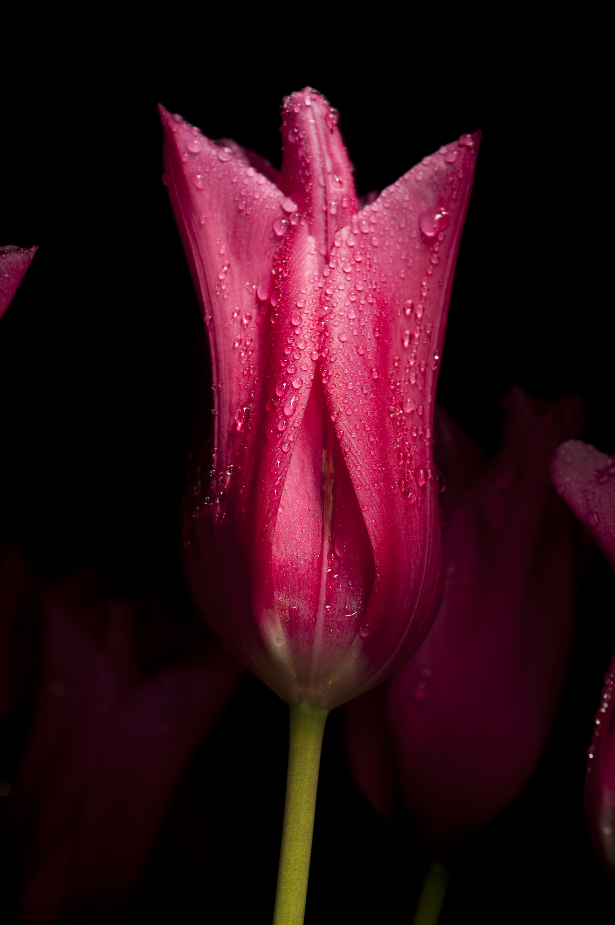   &nbsp; Tulip | Tulipe  