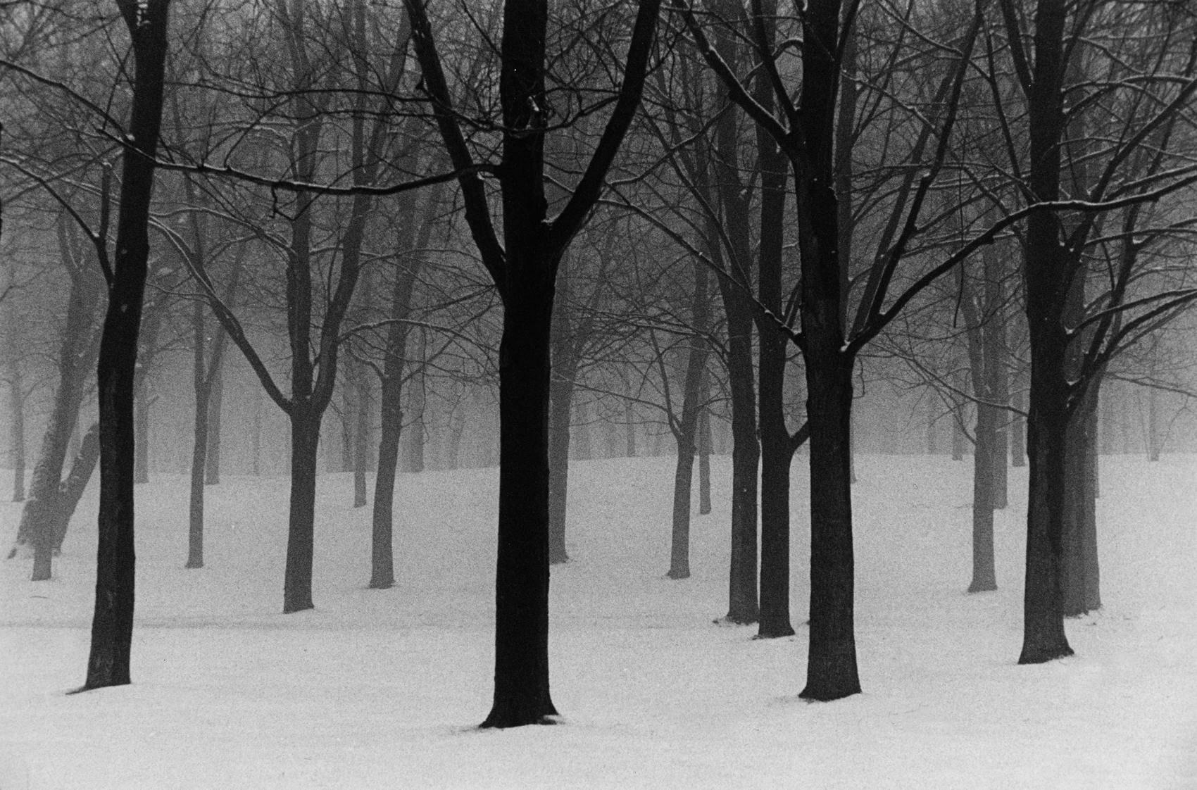   &nbsp; Trees in Snow N°2 | Arbres dans la neige N°2  
