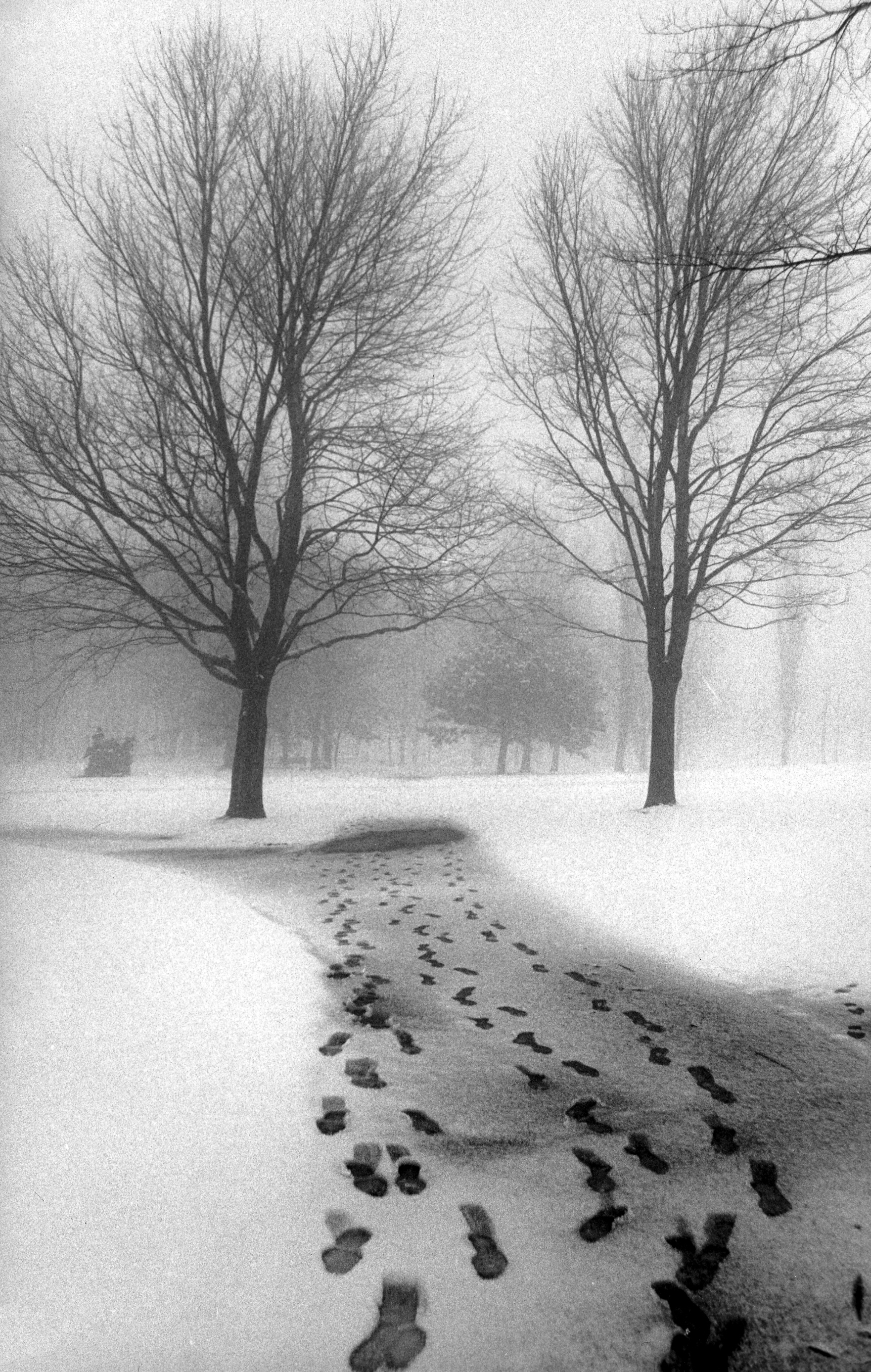   Footprints in Snow | Empreintes dans la neige  