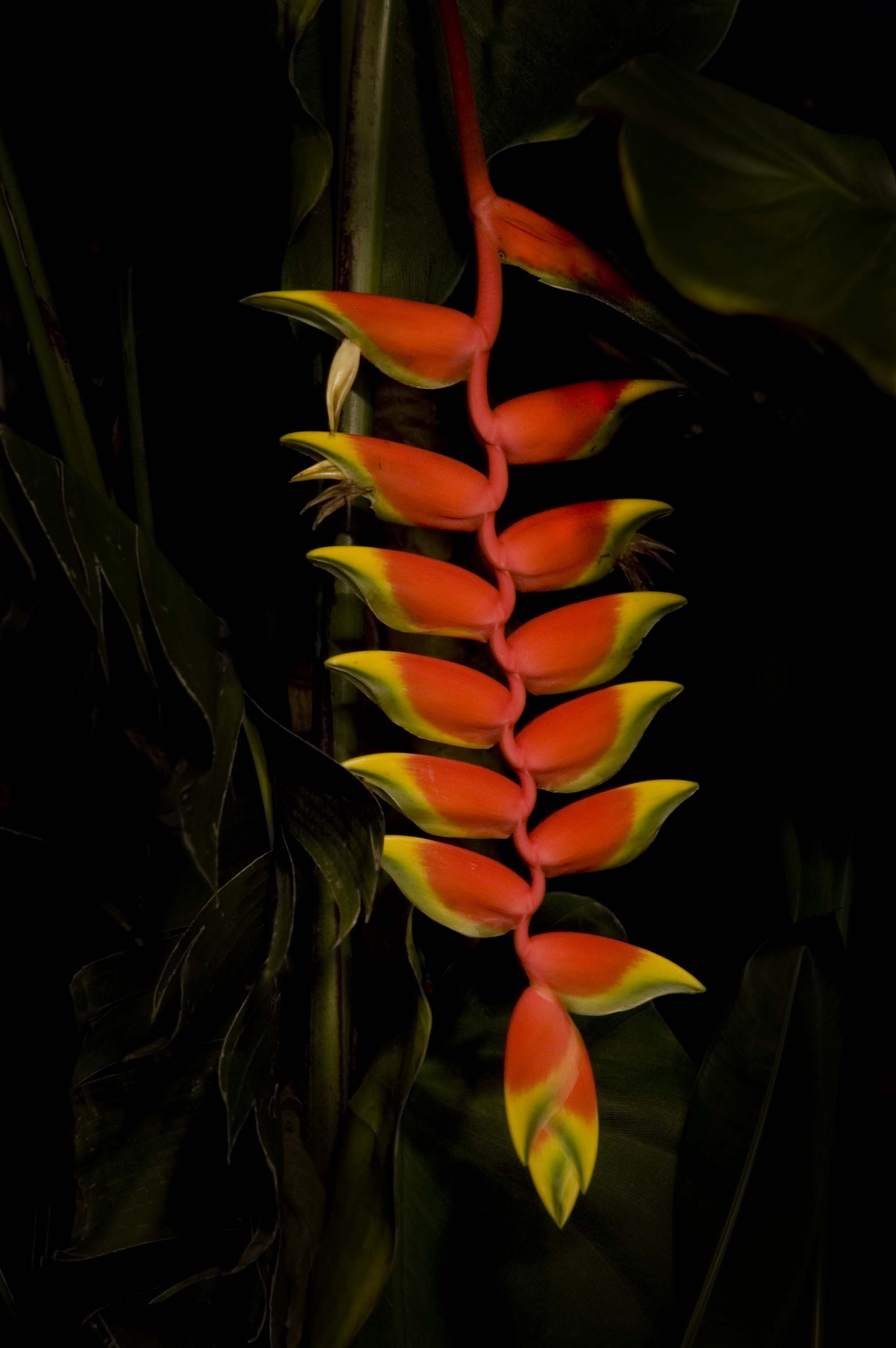   &nbsp; Lobster Claw | Heliconia  
