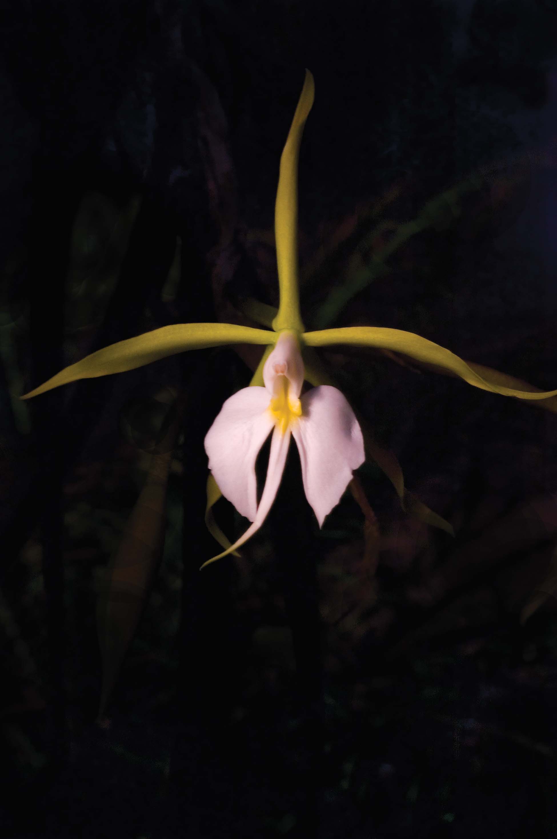   Parkinson's Orchid | Coilostylis falcata  