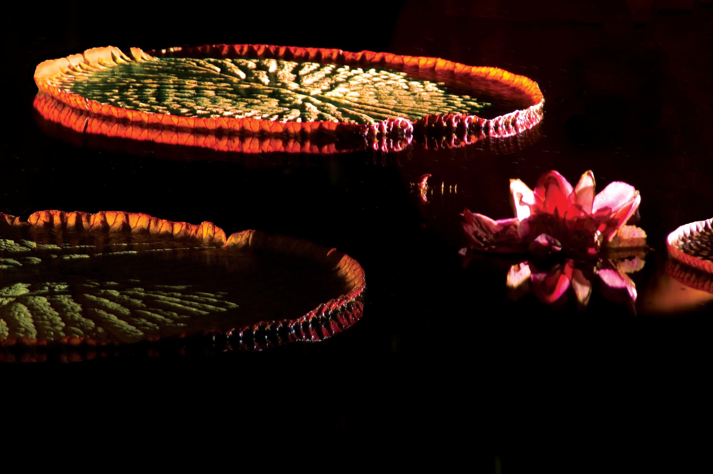   Giant Water Lily | Fleur de lys géante  