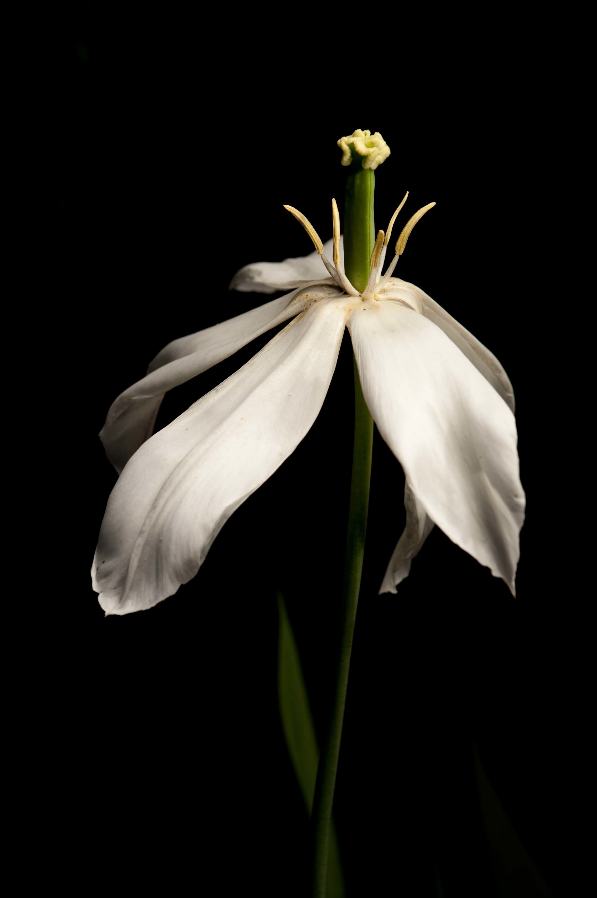   White Tulip | Tulipe Blanche  