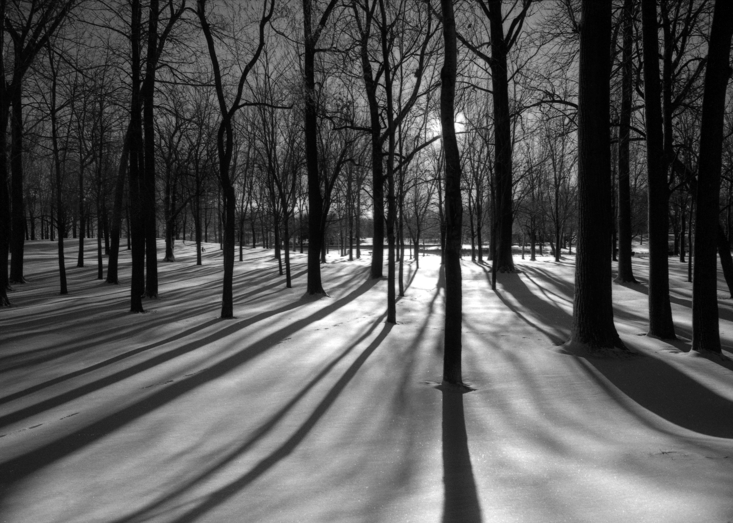   &nbsp; Winter Trees | Les arbres d'hiver  