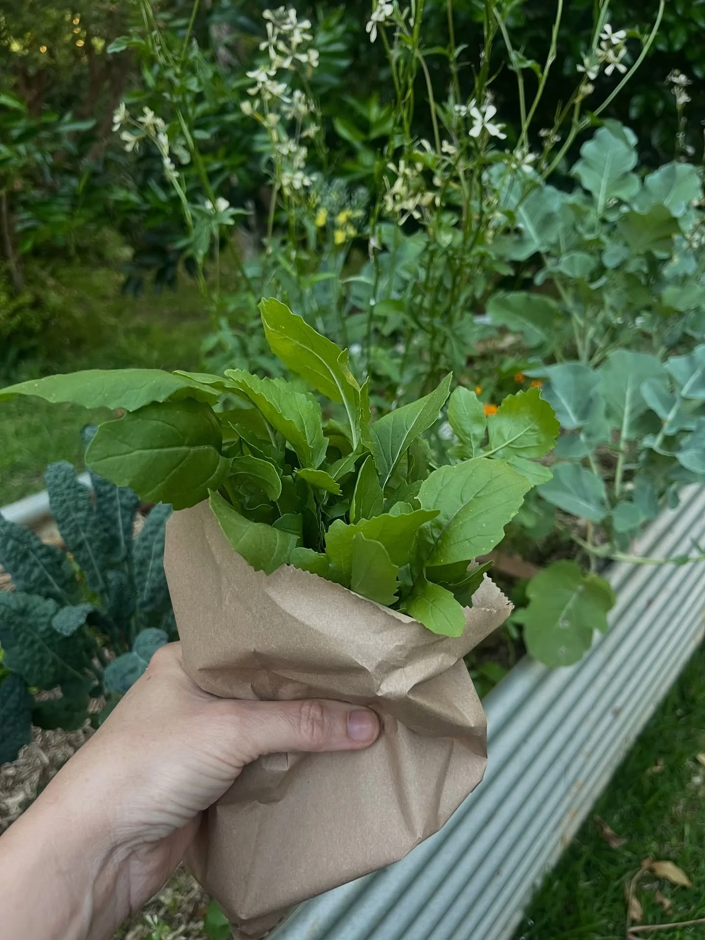 O C T O B E R 🌀 was a bit of a bumpy road for me. A tick bite at the end of September made me progressively sicker. By the second week of October I had flu like symptoms, hugely swollen lymph nodes at the back of my head and down my neck. 

Deliriou