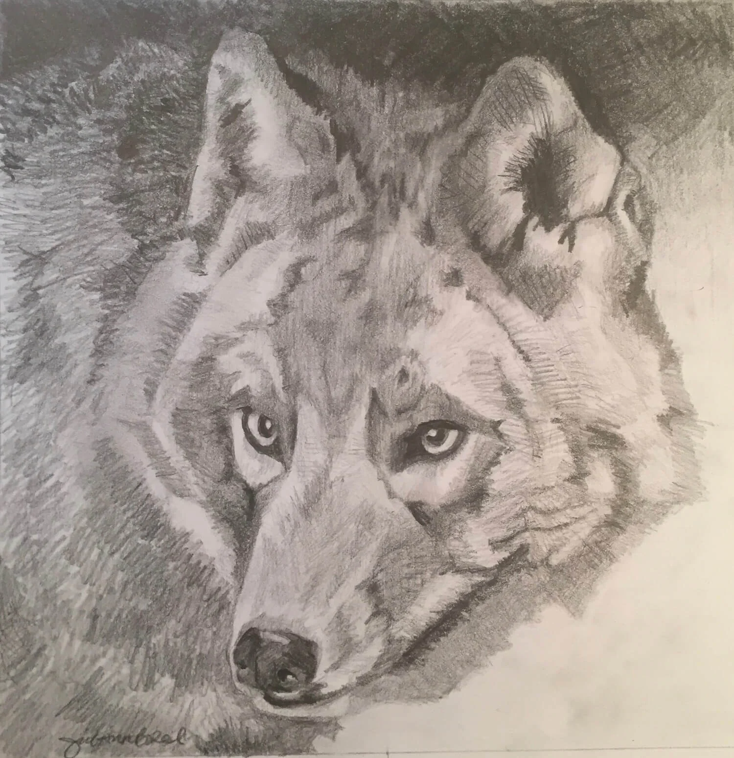 coyotedrawing.jpg