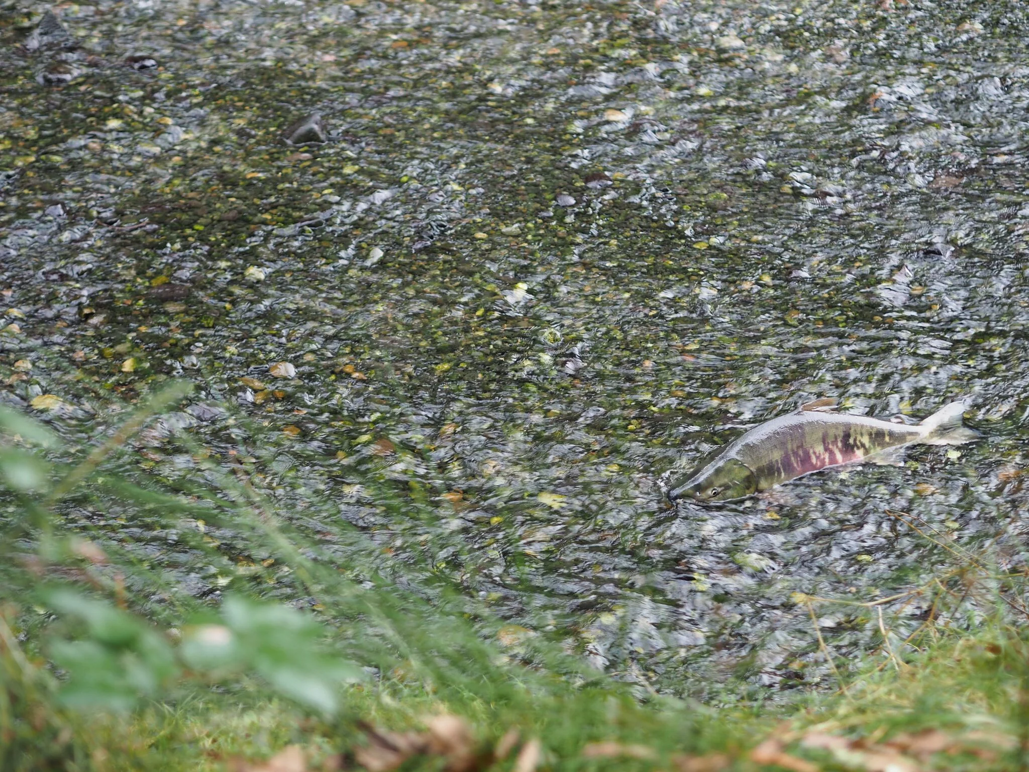 PB180142_preview (1).jpeg