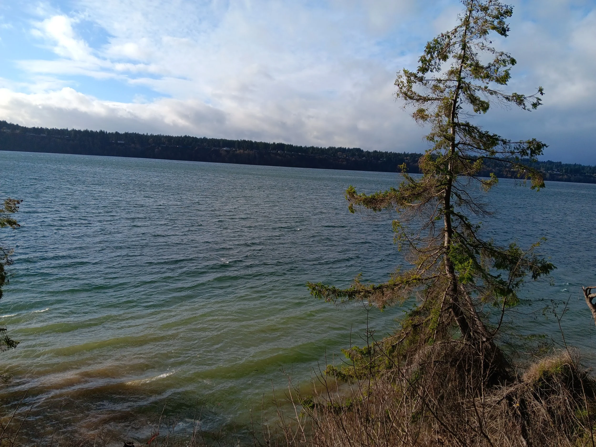 Now Offering Forage Fish Surveys for Shoreline Projects