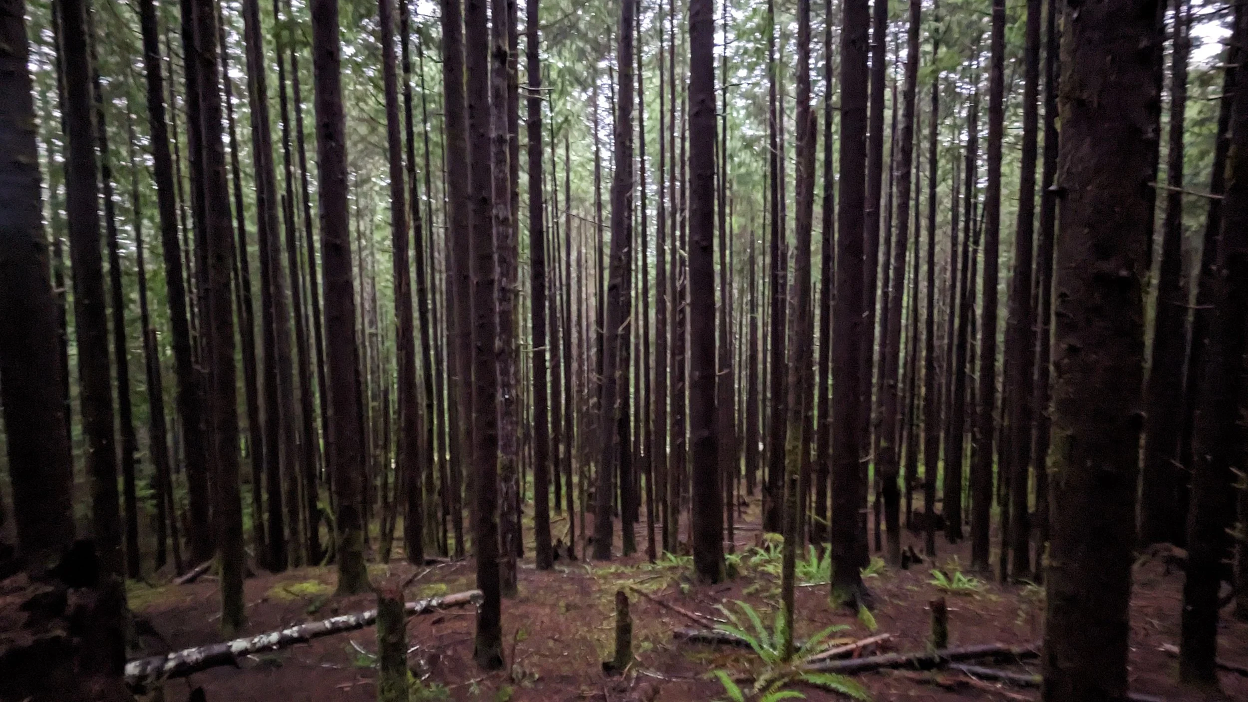 Statewide Washington DNR Forest Inventory Plot Data Collection