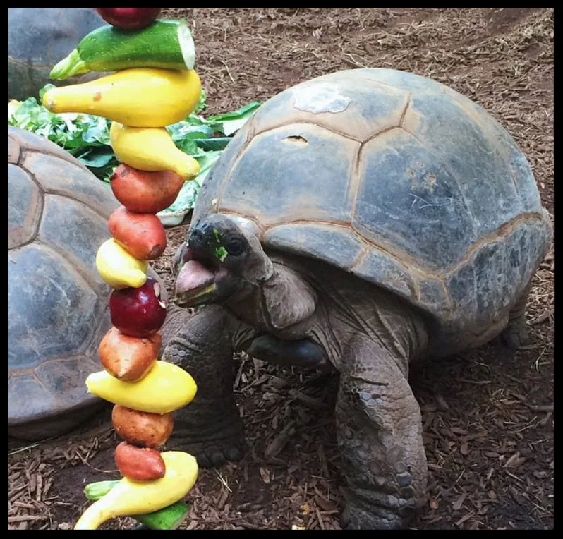 A hanging vegetable feeder for the Alhambra Tortoises at Zoo Atlanta encourages these sedate animals to be more active while eating. (Photo Credit: T. Phillips)
