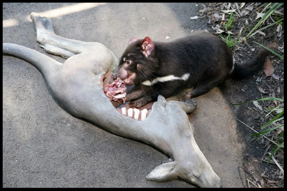 (Photo Credit: Taronga Zoo)