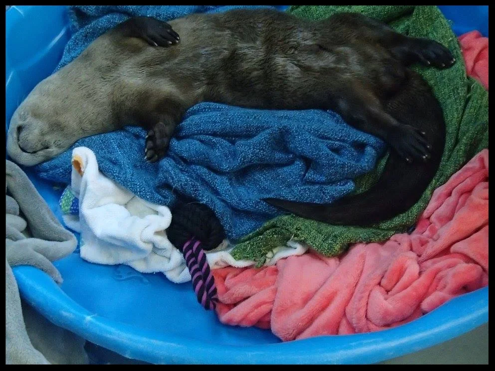 A favorite North American River Otter nest full of bedding and soft toys behind the scenes at Aquarium of the Bay. (Photo Credit: D. Estes)