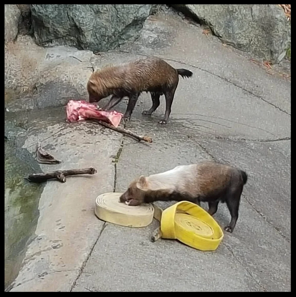Individual preferences are obvious when animals are presented with varied enrichment. At Sequoia Park Zoo, some Bush Dogs prefer raw bones - but others make a beeline for their favorite fire hose. (Photo Credit: L. Miller)