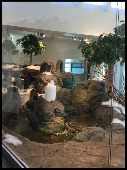 Aquarium of the Bay brought in hundreds of pounds of snow one winter as enrichment for their North American River Otters. (Photo Credit: D. Estes)