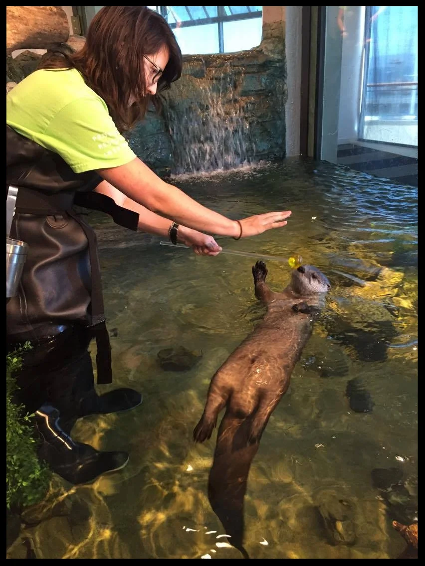 A North American river otter at the Aquarium of the Bay doing a "wait" behavior while in position for a nose target. Photo Credit: D. Estes