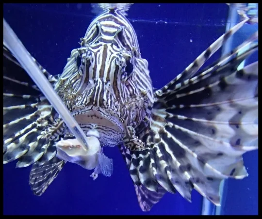 A lionfish at the Cameron Park Zoo targets to a pole bearing a chunk of fish. Photo Credit: D. Estes