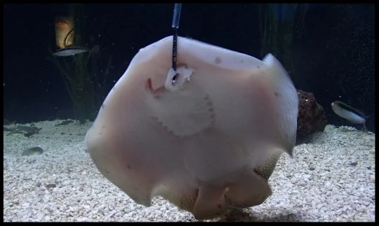 A stingray at the Cameron Park Zoo takes a piece of food off of a target pole. Photo Credit: D. Estes