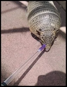 A six-banded armadillo doing a "nose target" at the Sacramento Zoo. Photo Creidt: M. Owyang