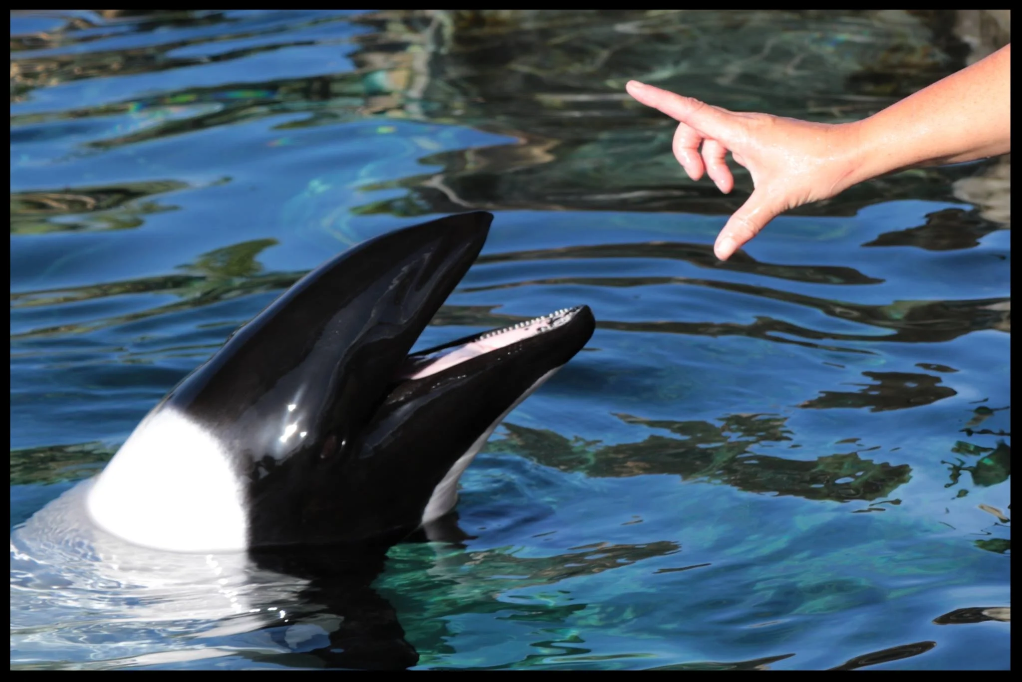 A Commerson's dolphin at Aquatica doing an open-mouth behavior. Photo Credit: M. Hummel-Uzzi