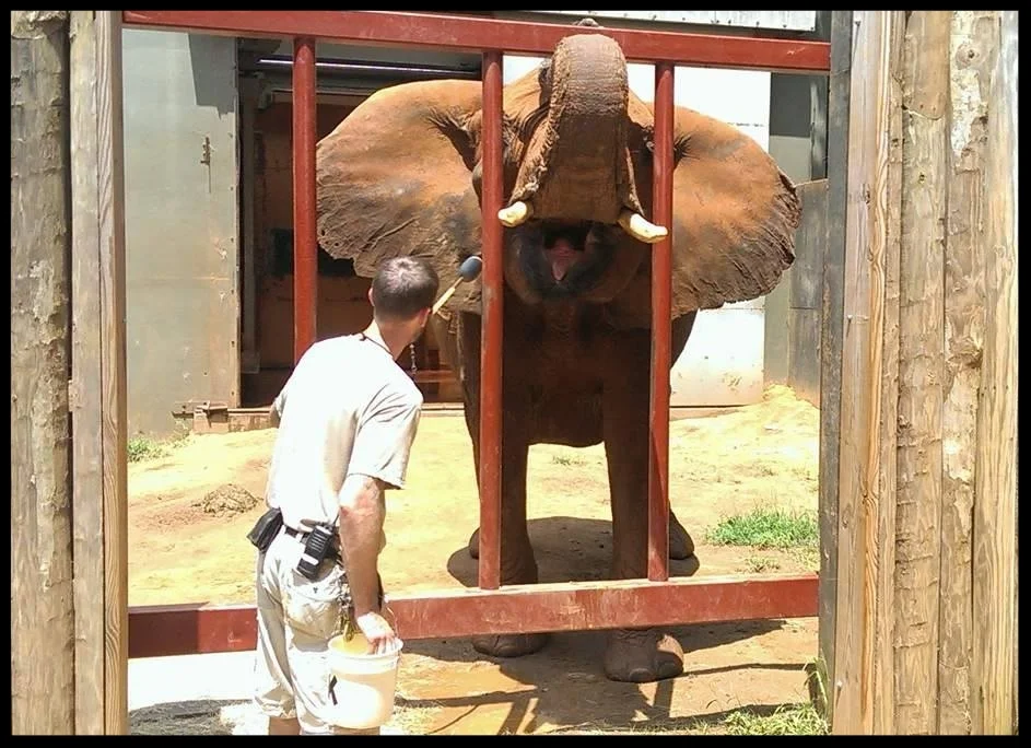 An African Elephant at the Atlanta Zoo doing an "open mouth" behavior with her trunk up so keepers can see inside of her mouth easily. Photo Credit: T. Phillips