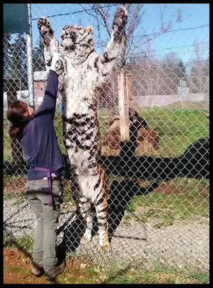 A tiger at Great Cats World Park doing a "body presentation" behavior during a demonstration for guests. Photo Credit: Great Cats World Park
