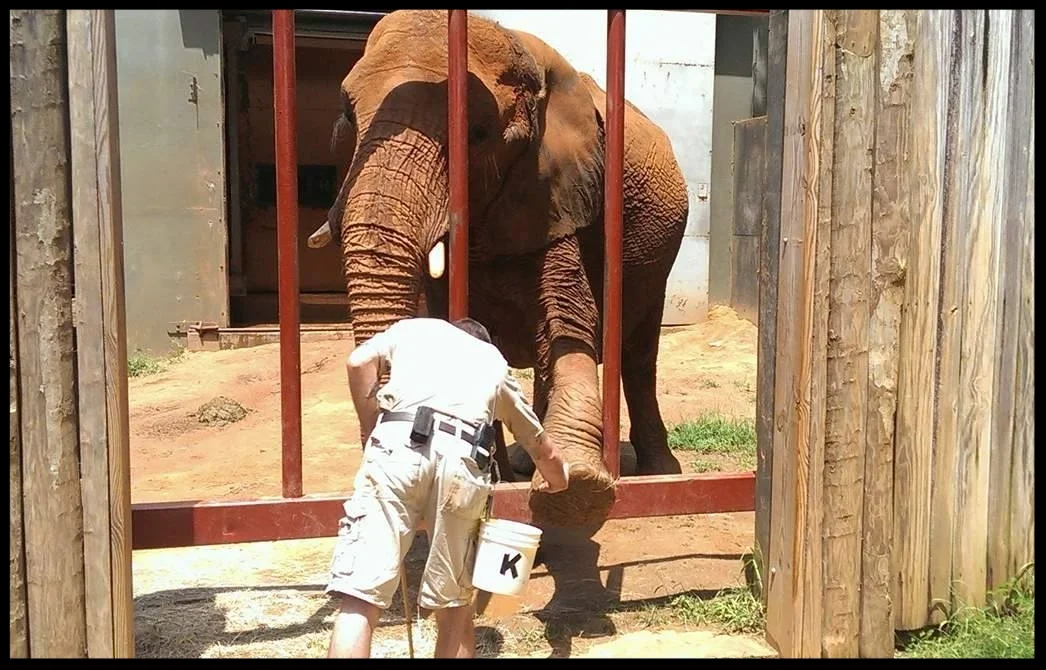 An African Elephant at the Atlanta Zoo doing a "foot presentation" behavior while a staff member looks at the health of her feet and toenails. Photo Credit: T. Phillips