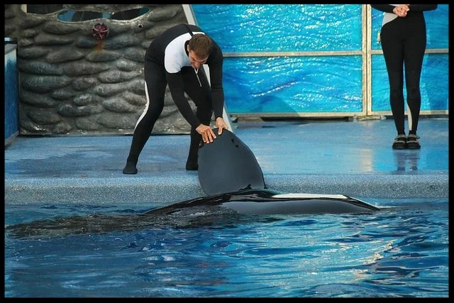 An orca at SeaWorld Orlando doing a "flipper presentation" behavior during a show. Photo Credit: M. Hummel-Uzzi