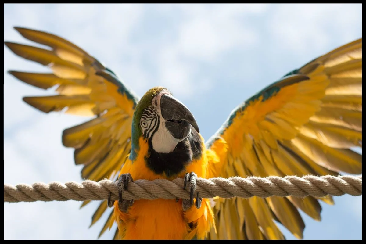 A blue and gold macaw doing a "wing presentation" behavior at the Chessington World of Adventures Resort. Photo Credit: L. Partridge