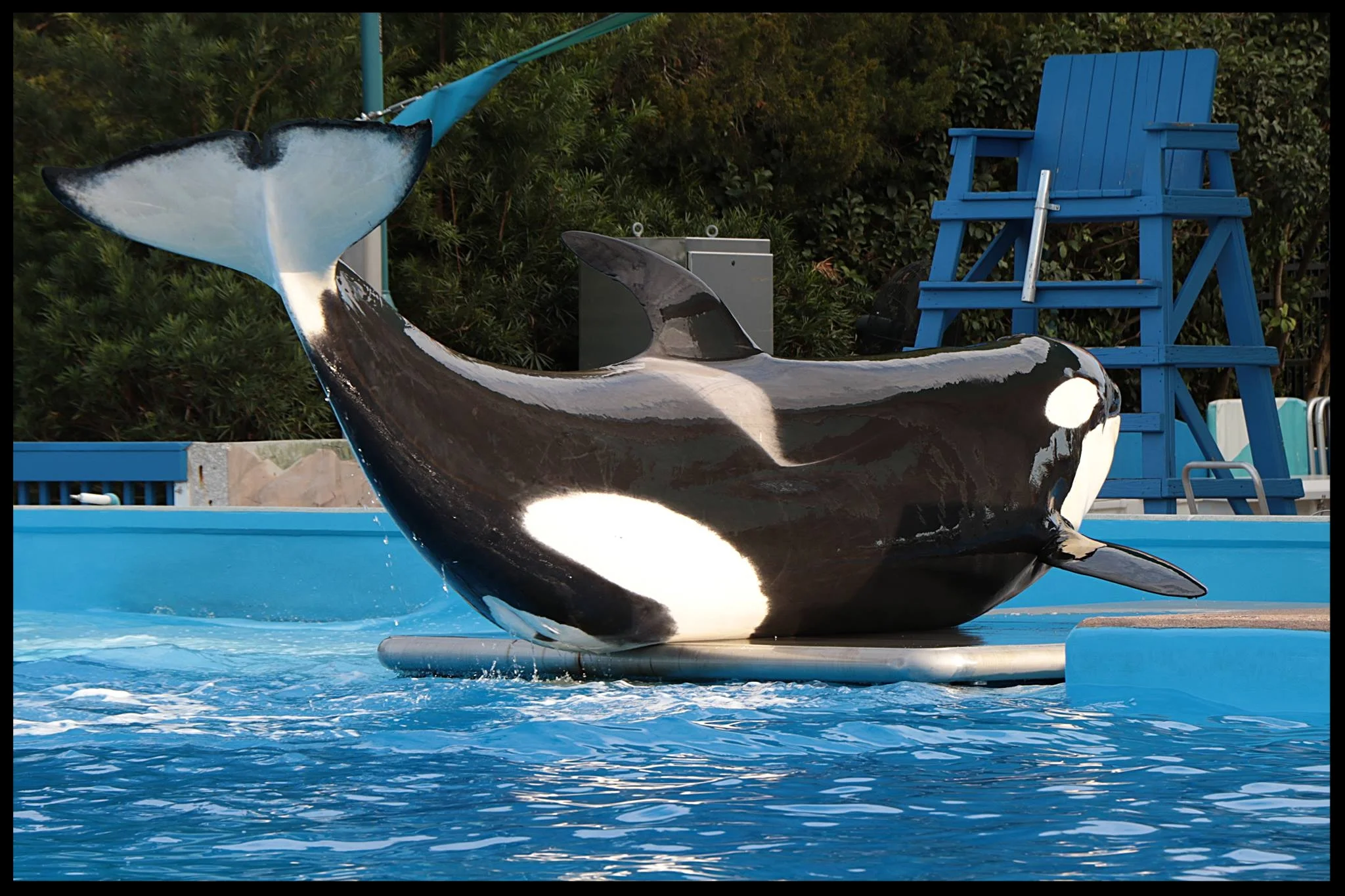 An orca at SeaWorld Orlando "stations" on a scale so trainers can record her weight. Photo Credit: M. Hummel-Uzzi