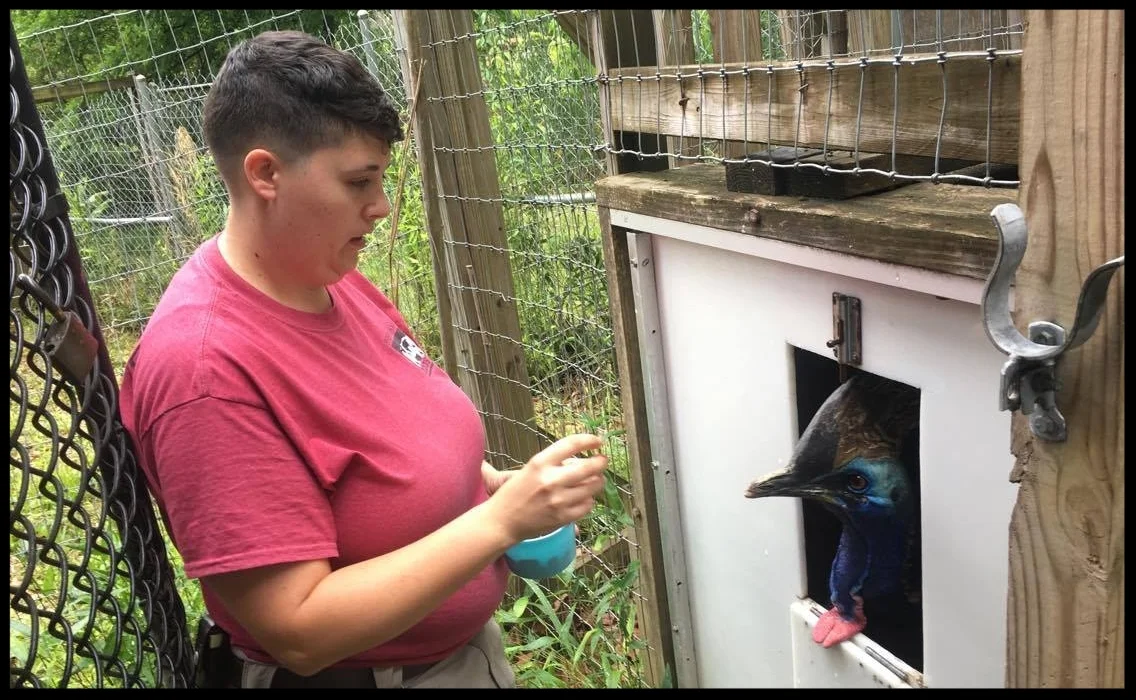 A double-wattled cassowary at the Birmingham Zoo waits inside his crate for his trainer to deliver a favorite reinforcer. This crate allows keeper staff to work with him at close range while keeping a solid barrier between them and his strong, heavily clawed feet at all times. Photo Credit: Birmingham Zoo