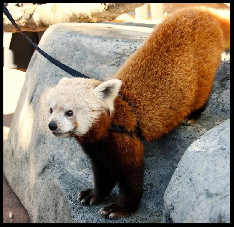 A red panda at the Sacramento Zoo waits on a walk while wearing a harness on the way to a public program. Photo Credit: M. Owyang