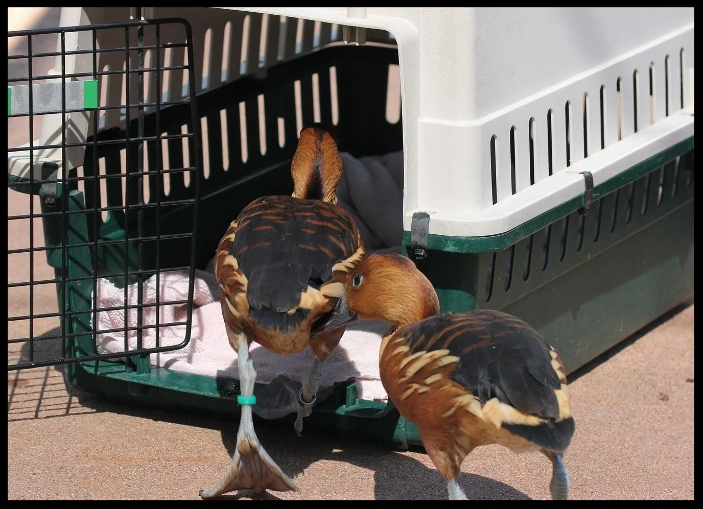 Fulvous Whistling Ducks at the Sacramento Zoo entering their transport crate. Photo Credit: M. Owyang