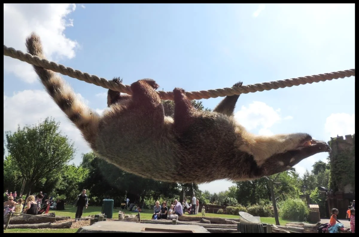 A coatimundi at the Chessington World of Adventures Resort demonstrates the species' agility and climbing ability by running across a rope upside-down. Photo Credit: L. Partridge