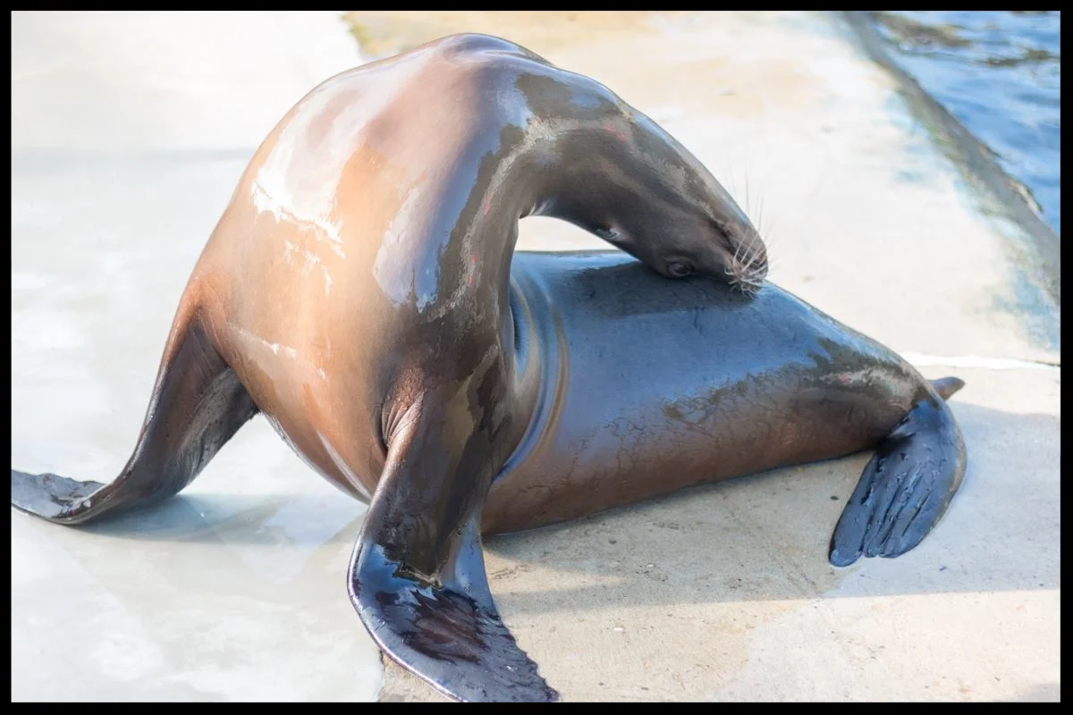 The same California sea lion engages in a "stretch" behavior to show off the species' range of motion and flexibility at the Chessington World of Adventures Resort. Photo Credit: L. Partridge