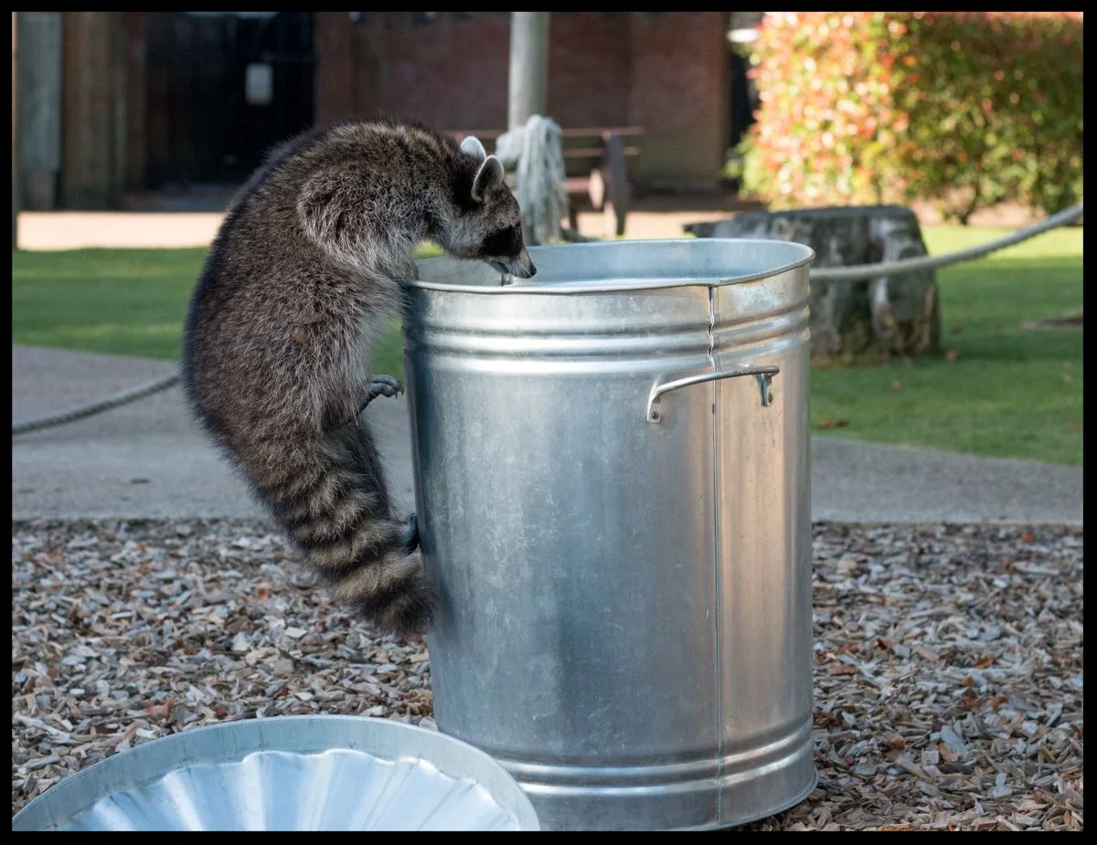 A raccoon at the Chessington World of Adventures Resort demonstrates how easily it is able to get into a typical trash bin during an educational demonstration. Photo Credit: L. Partridge