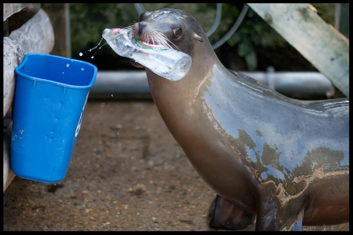 A California sea lion at the Chessington World of Adventures Resort places a plastic bottle into a recycling bin during an educational presentation. Photo Credit: L. Partridge