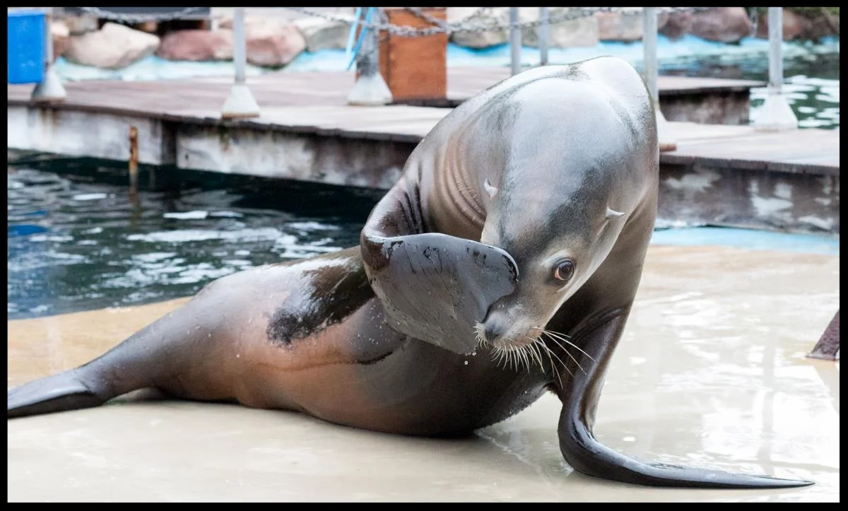 A California sea lion at the Chessington World of Adventures Resort hides its face in response to a "look guilty" cue during a presentation. Photo Credit: L. Partridge