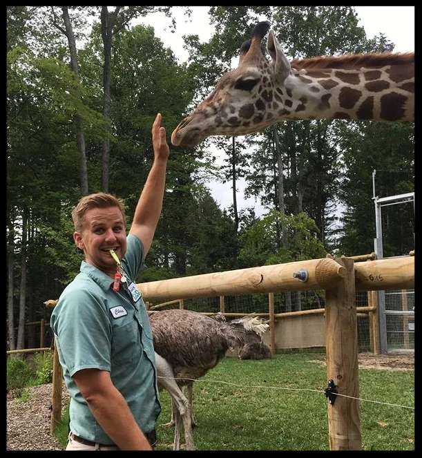 A reticulated giraffe at the Turtle Back Zoo doing a "nose target" to a zookeeper's hand. Photo Credit: Turtle Back Zoo
