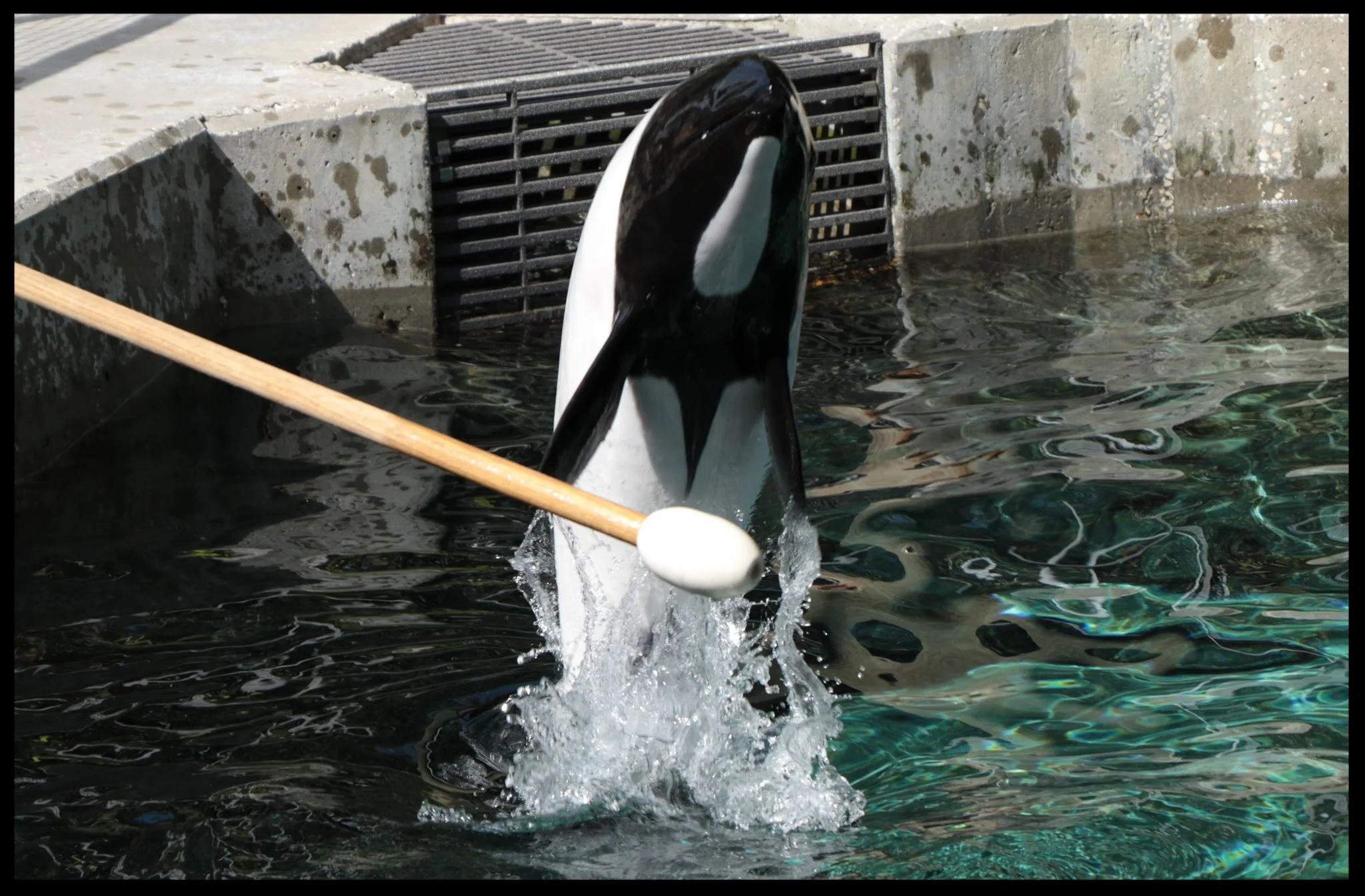 A Commerson's dolphin at Aquatica follows a target pole while learning a "belly flop" behavior. Photo Credit: M. Hummel-Uzzi