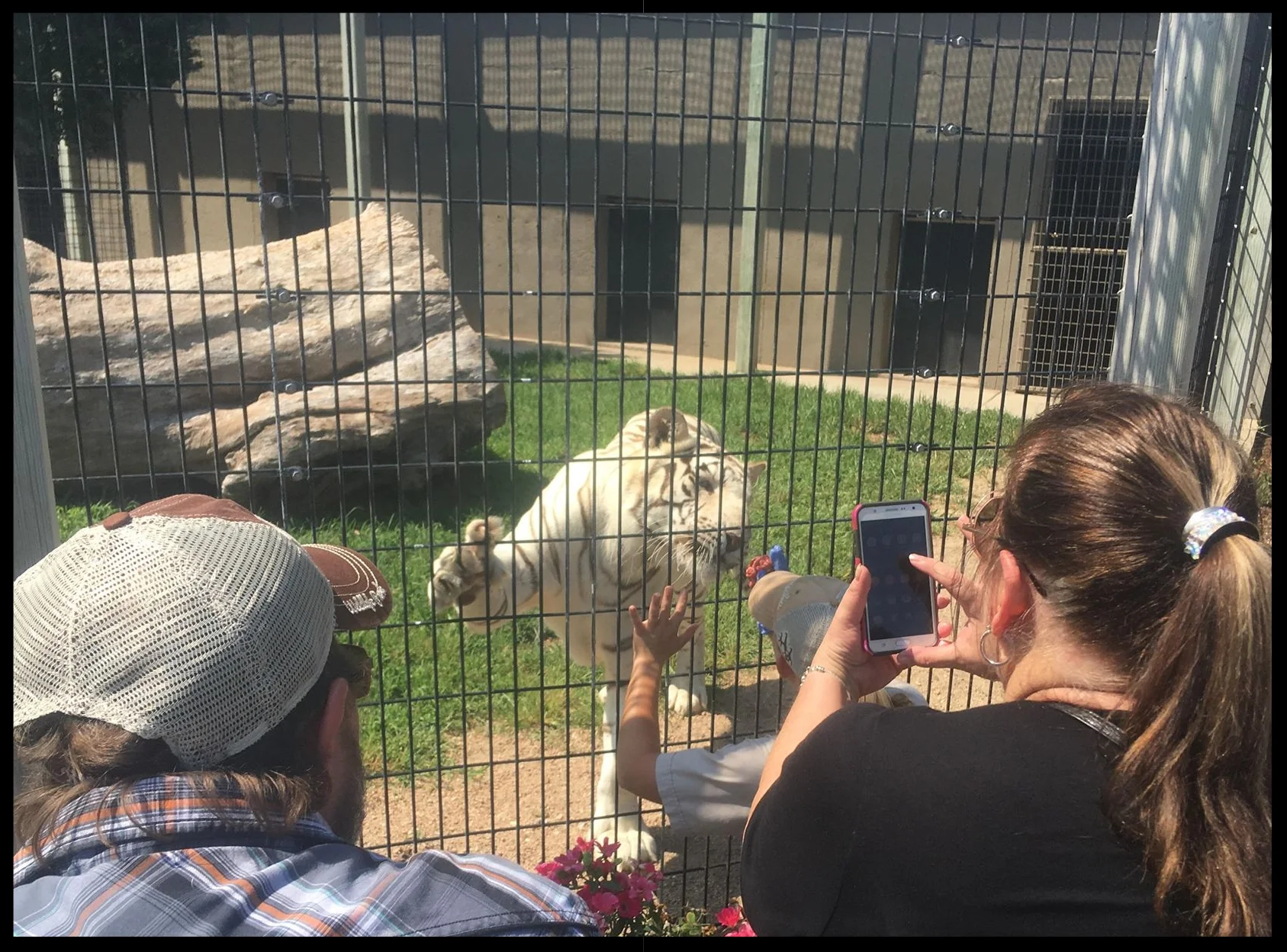 A tiger at Tanganyika Wildlife Park doing a "foot presentation" behavior during a public training demonstration.