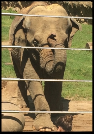 An Asian elephant at the National Zoo doing a "bow" behavior during a public demonstration. This behavior is a good stretch and helps keep elephants limber.