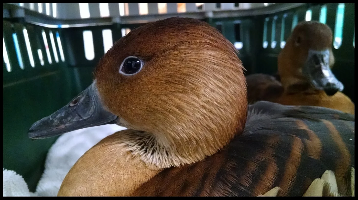 The same Fulvous Whistling Ducks calmly settled inside their transport crate en route to a presentation. Photo Credit: M. Owyang