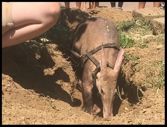 A harnessed aardvark at Omaha's Henry Doorley Zoo digs up the zoo grounds on a walk while her trainers do an informal education session with zoo guests.