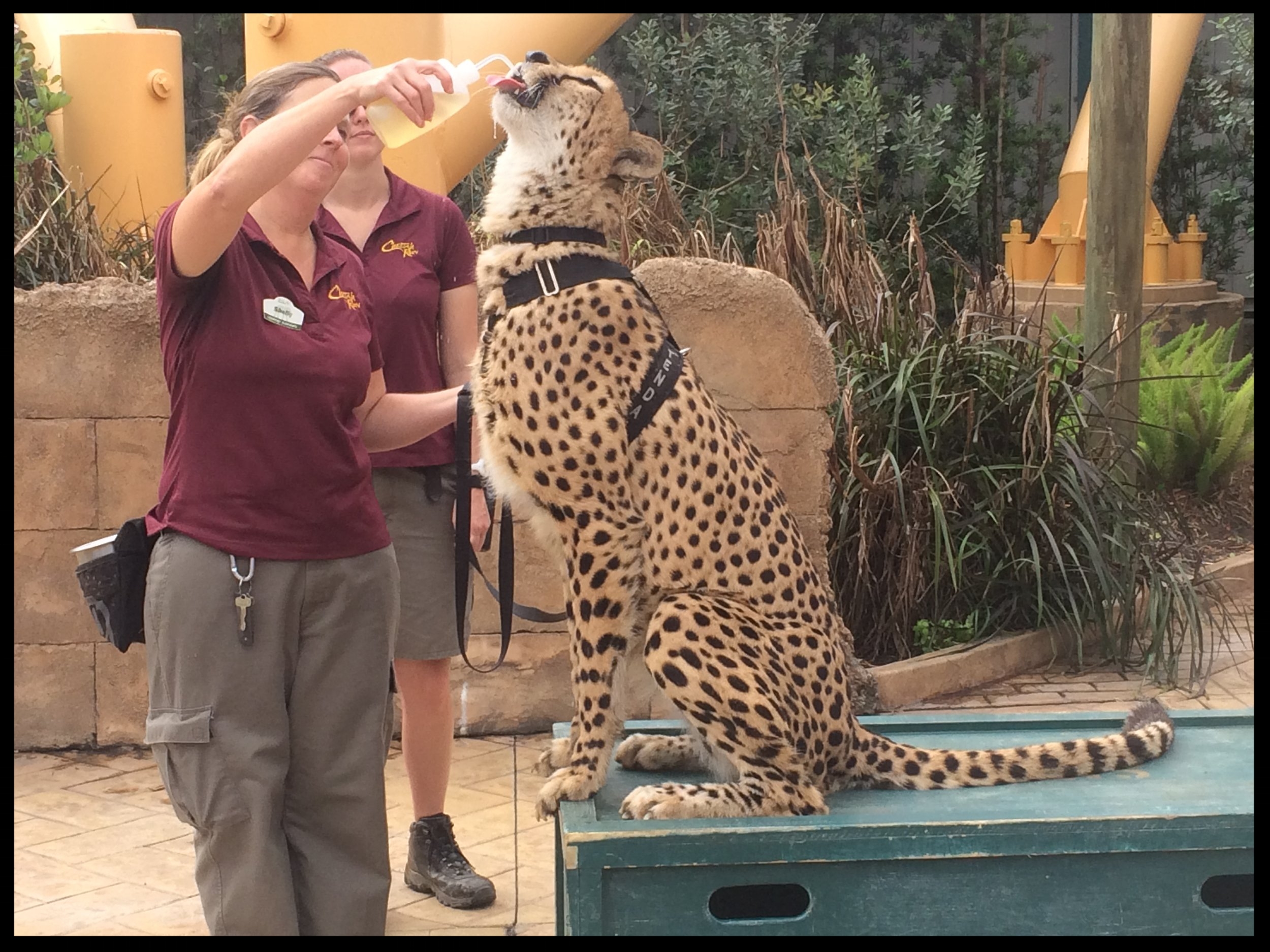 How To Understand Zoo Animal Training — Why Animals Do The Thing