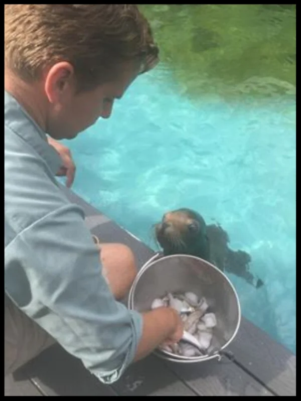 A California sea lion at the Turtle Back Zoo waits as its trainer reaches for a piece of fish during a session. Photo Credit: Turtle Back Zoo