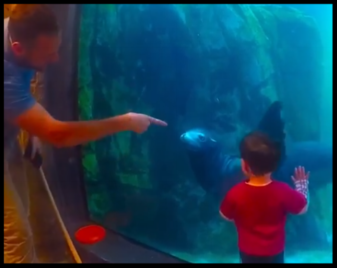 A California sea lion is cued to wave at a small child at the Turtle Back Zoo's underwater interaction window. Photo Credit: Turtle Back Zoo
